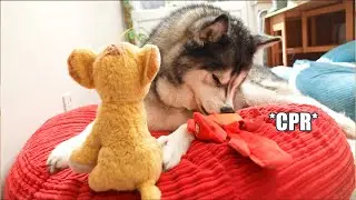 Husky Gives Crab CPR!