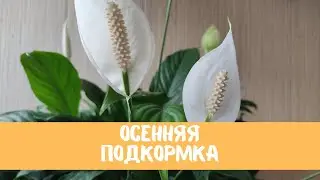 Осенняя подкормка женского счастья (спатифиллума), секреты внесения удобрений