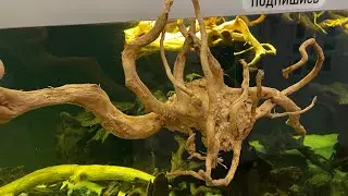 Preparing roots for an aquarium