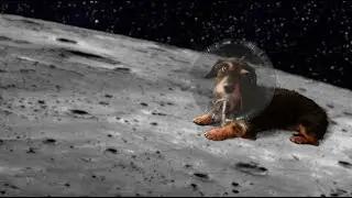 HERZOG & THE MAGNETS - DAD - MUSIC VIDEO