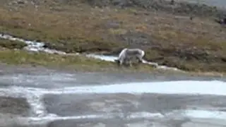 Svalbard   Reindeer in Town