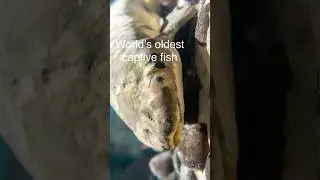 Longest kept aquarium fish ( it’s a strange lungfish)