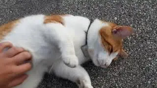 My Cat living his best life!