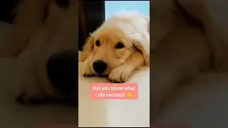 cute dogieee nap video❤🥺soo cute#shorts #short #youtubeshorts #cutedog #doglover #animallover