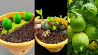 Grow a lemon tree from a lemon using a banana || Unbelievable gardening hack!