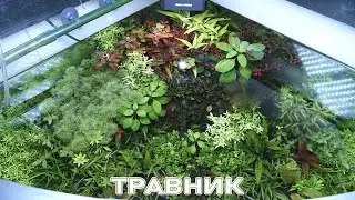 Вот каким может быть травник спустя всего два месяца!