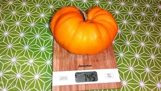 САМЫЙ БОЛЬШОЙ И САМЫЙ ВКУСНЫЙ ТОМАТ СЕЗОНА 2024!