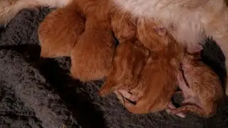 Mama Popcorn Pops