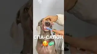 Милые Собачки :) 