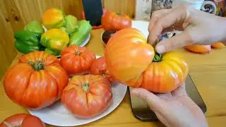 САМЫЕ ВКУСНЫЕ ТОМАТЫ ОСТАВЛЯЮ НА СЕМЕНА ЧАСТЬ ВТОРАЯ ИЗ ЛЕТНЕГО АРХИВА СЕДЬМОЙ ЭПИЗОД
