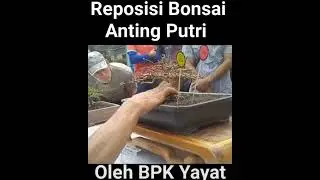 reposisi anting putri #antingputri