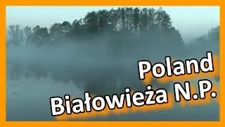 Poland - Białowieża National Park, UNESCO World Heritage Site