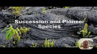 Ecological succession and pioneering species