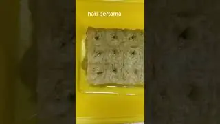 menanam cabai part 1