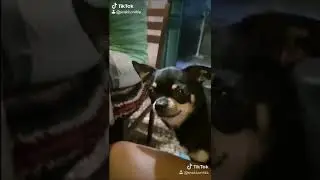 собака говоряка