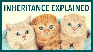 4. Inheritance Explained