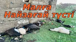 Малдарға найзағай түсті #ауылөмірі #қазақстан #найзағай #қой #ешкі #жаңбыр