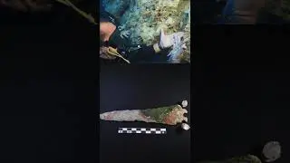3,600-year-old Minoan bronze dagger unearthed from ancient shipwreck off the coast of Antalya