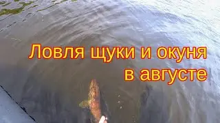 Ловля щуки и окуня в августе