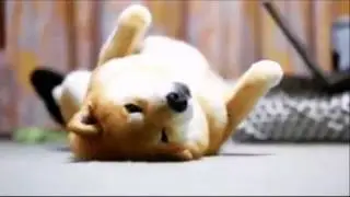MARU TARO よく眠ります
