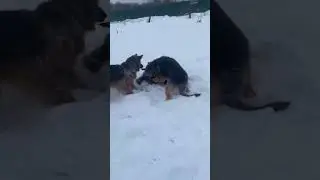 Пятый год уже палку делят 👍😄