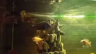Пираньи . Ночная жизнь