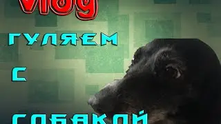 VLOG Гуляем с собакой
