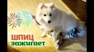 Шпиц зажигает