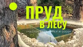 Пруд в Лесу. Строим водоем на участке в лесной местности