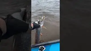 Щучка Мещеры
