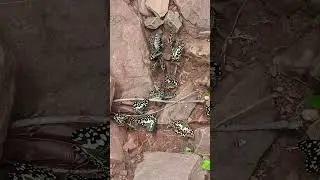 mesmerizing , is it ???? #biology #nature #insects #vlog #facts #love