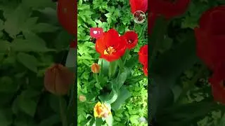 Тюльпаны-  весенние цветы -  Сидландия заражается натсроением вместе в вами. Семена саженцы наличие