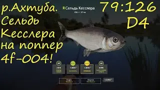р.Ахтуба. Ловля Сельди Кесслера. Трофейная Вобла рр4.