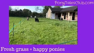 Fresh grass = happy ponies!