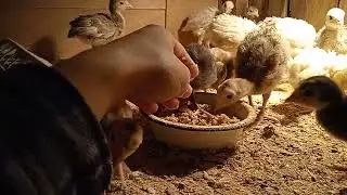Лесенка для индюшат, добавка сыворотки и картофеля в комбикорм.