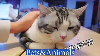 Lazy moments of cat and kitten