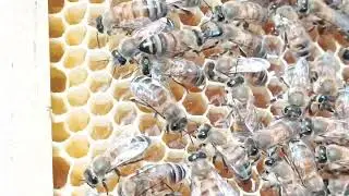 arı nektar getiriyor inşallah en kısa zamanda sırlar