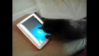Cat playing fishing game (Pilkė žaidžia)