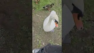 when the Swan wants attention #Swan #walk #mentalhealth #hydrate #audhd