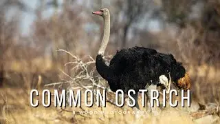 OSTRICH | Largest EYES of any Land Vertebrate + 10 more Delightful Facts 🪶🪶