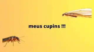minha colônia de cupins!