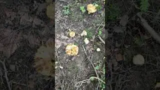 ЭТО ЧЁ ЗА ГРИБЫ?!?!?!#shorts
