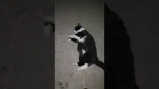 котосын гуляет, мама переживает