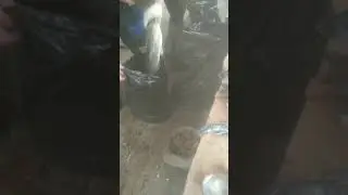 Улов рыбаков у нас на Севере в Карелии, приезжайте в гости, отдыхайте ловите рыбу