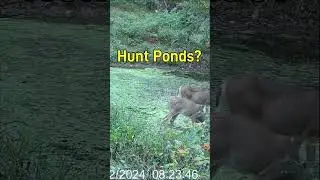 Ponds are great locations for hunting locations! #deer #deerhunting #deerwaterholes