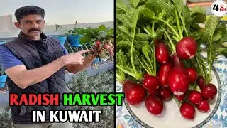 RADISH HARVEST IN KUWAIT/RADISH CURRY