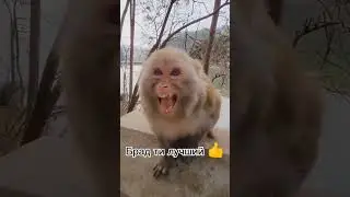 Брад ты крути #Тишка_импо_брад #Энгри_монкейс_импо_брад #олякекс