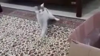 кот и щенок