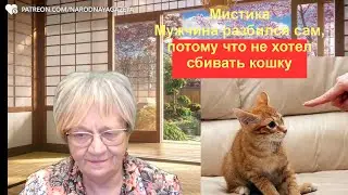 Мистика. Мужчина разбился на авто, чтобы не задавить кошку. А её котёнок пришёл к его другу