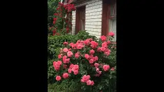 Оригинальная 